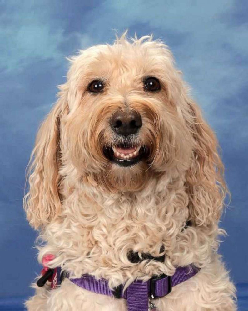 PHOTO: Comfort dogs used at Marjory Stoneman Douglas High School after the school shooting pose here for their yearbook photos.