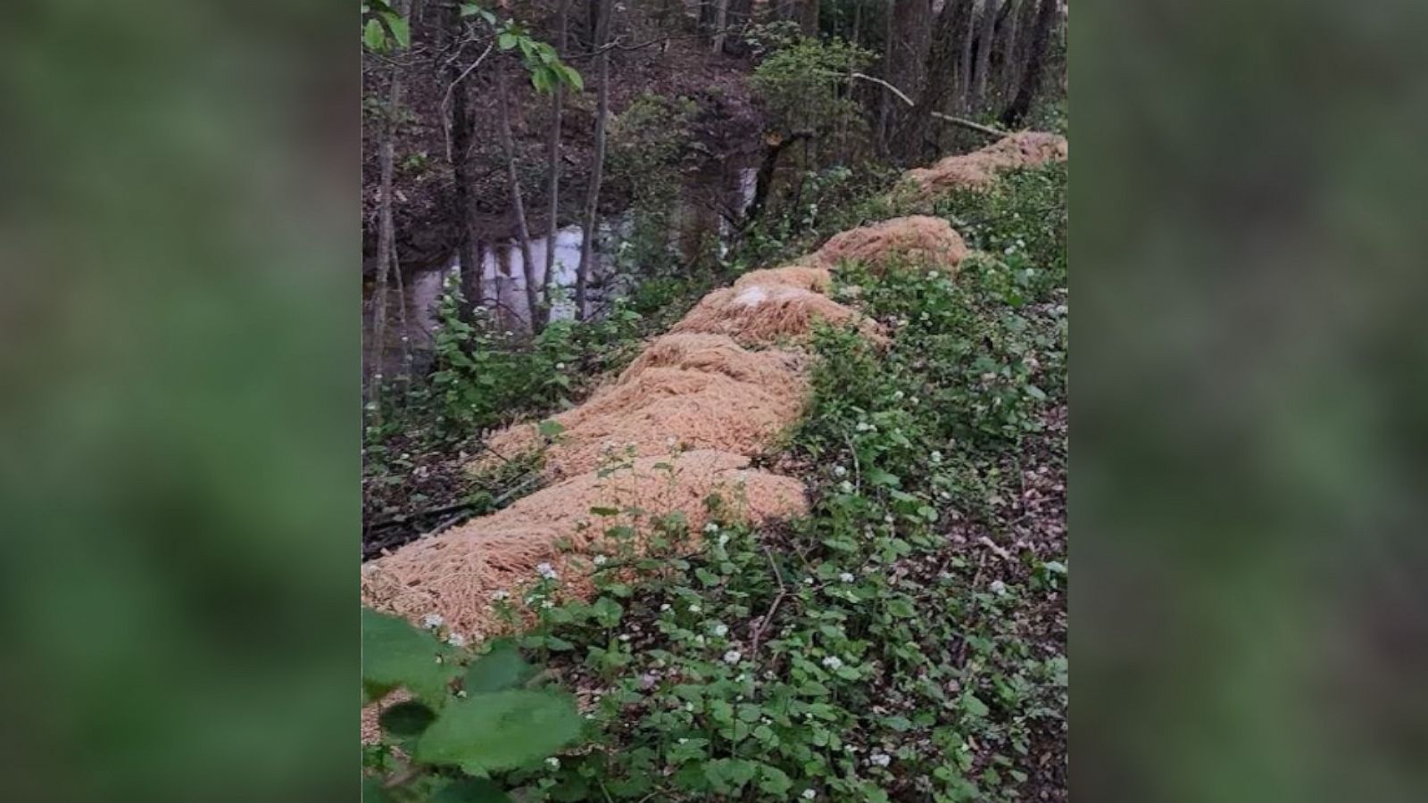 PHOTO: Hundreds of pounds of pasta were discovered in the woods along a stream at Veterans Park in Old Bridge, N.J.