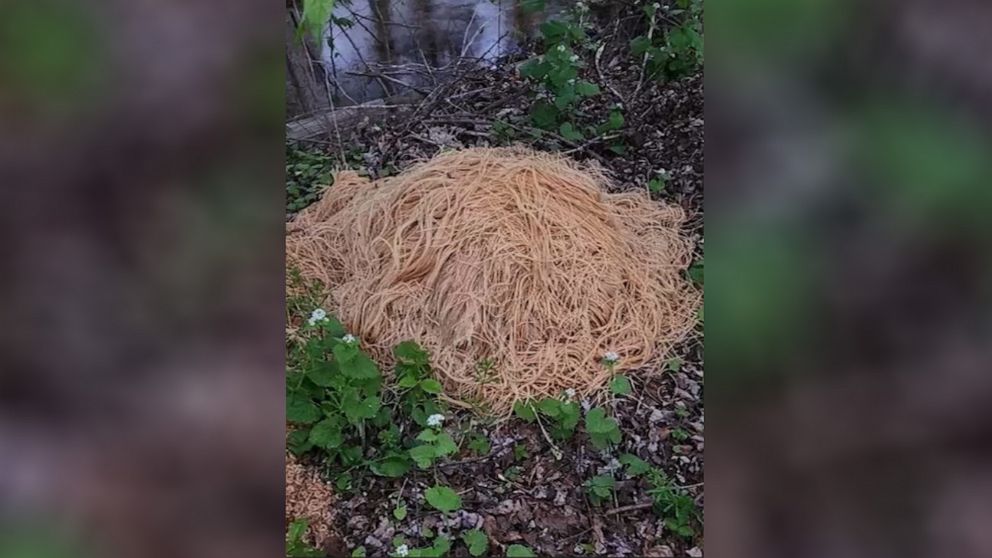 PHOTO: Hundreds of pounds of pasta were discovered in the woods along a stream at Veterans Park in Old Bridge, N.J.