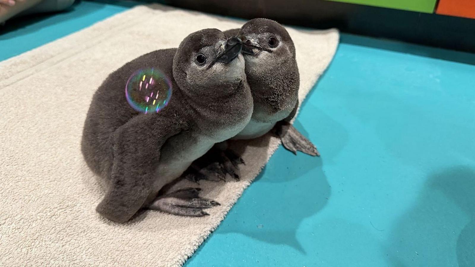 PHOTO: Ripley's Aquarium of Myrtle Beach has welcome seven African Penguin chicks this year.