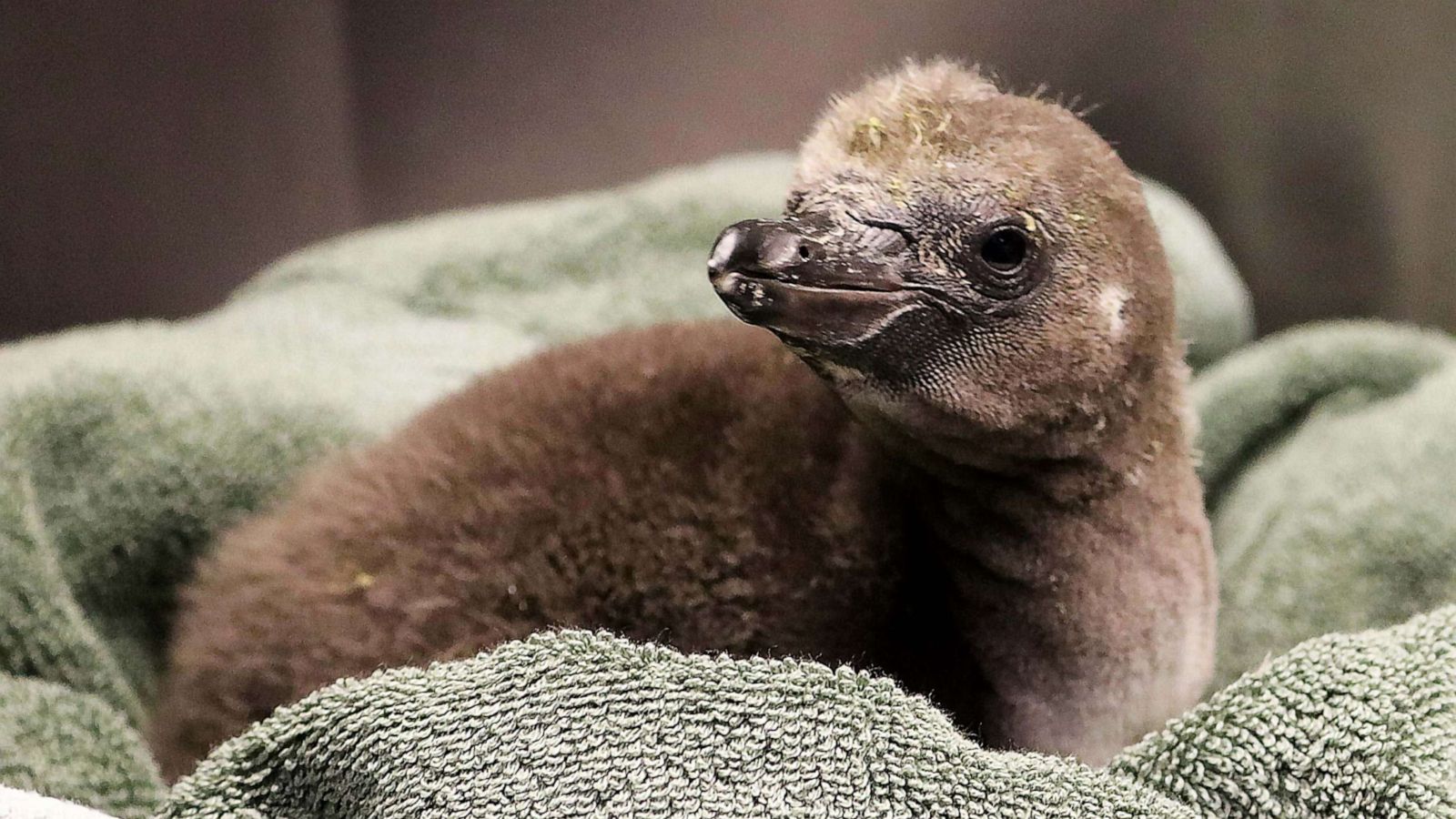 PHOTO: Recently hatched penguin chick at the Rosamond Gifford Zoo.