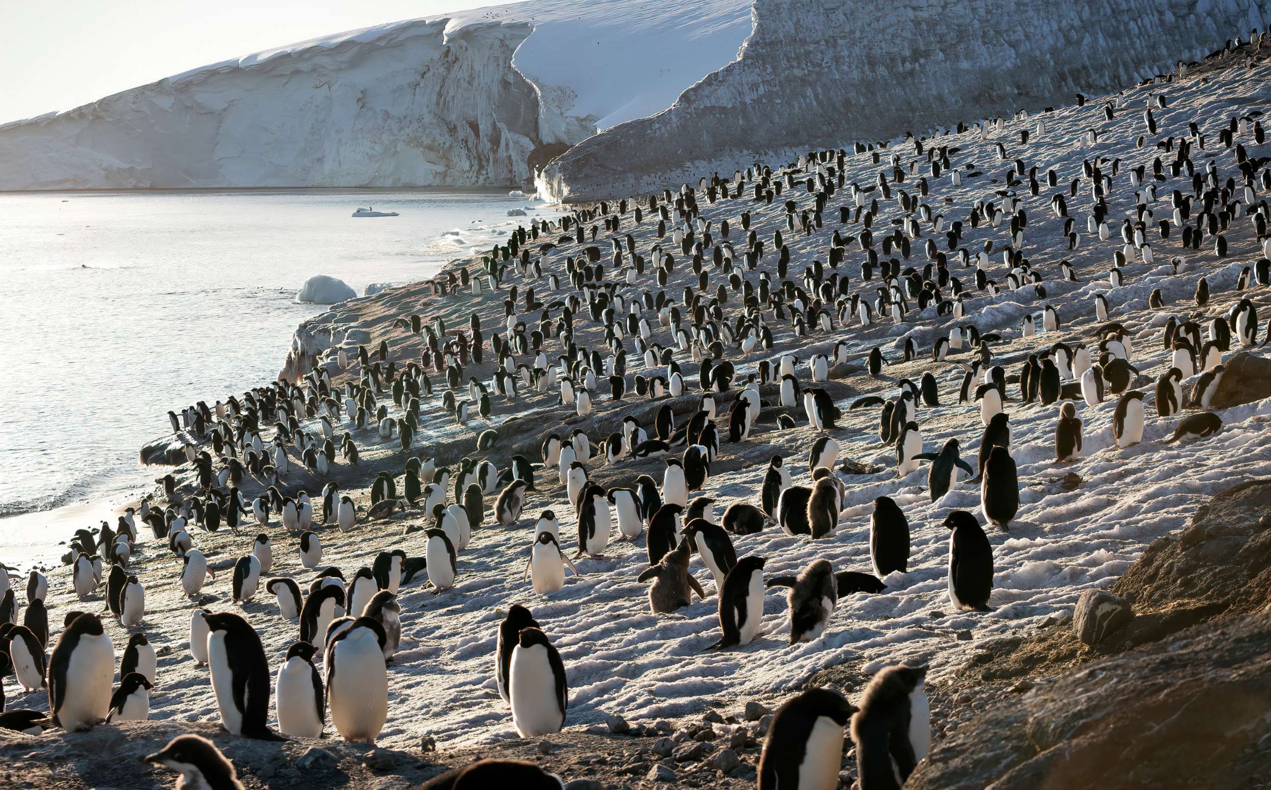 PHOTO: A scene from the movie "PENGUINS."