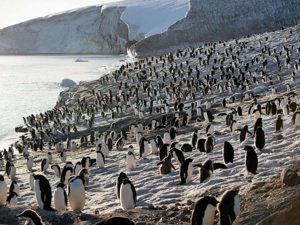 PHOTO: A scene from the movie PENGUINS.