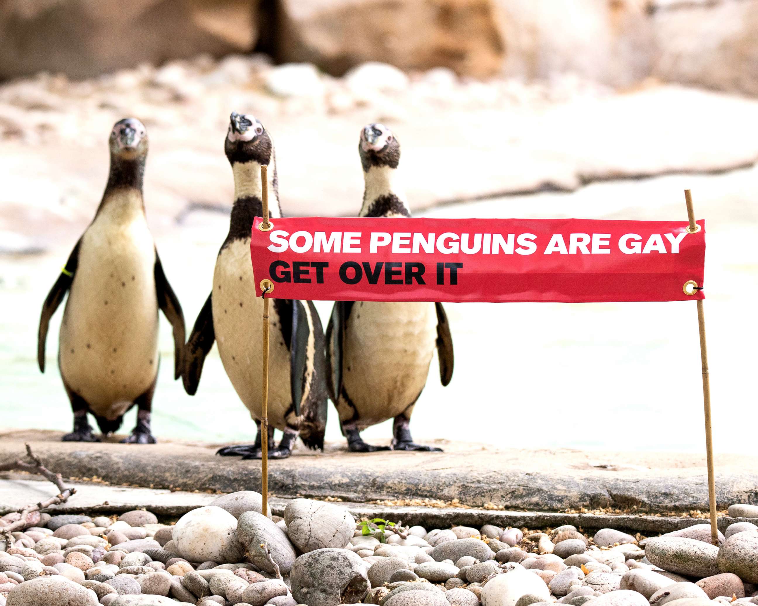 PHOTO: Penguins at ZSL London Zoo are pictured with a banner celebrating Pride.