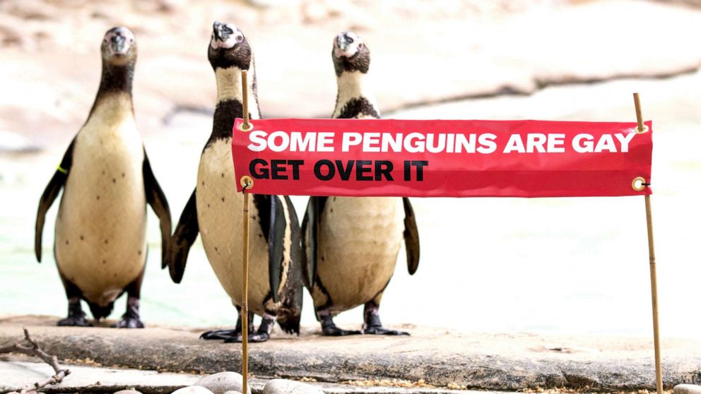 The zoo calls penguins Ronnie and Reggie its "most famous gay residents."