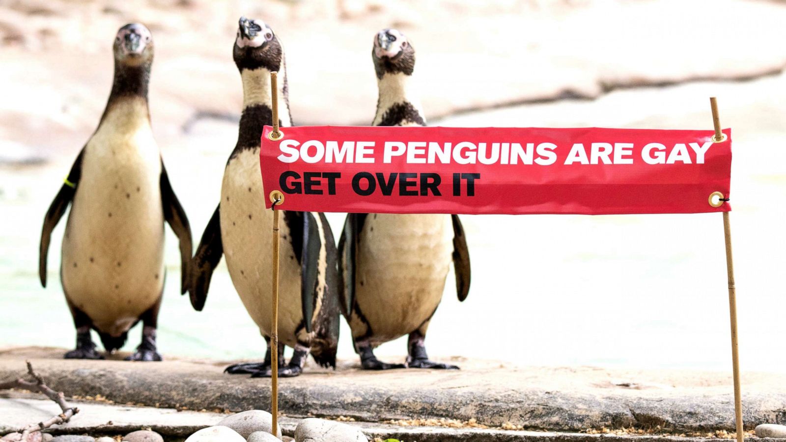 PHOTO: Penguins at ZSL London Zoo are pictured with a banner celebrating Pride.