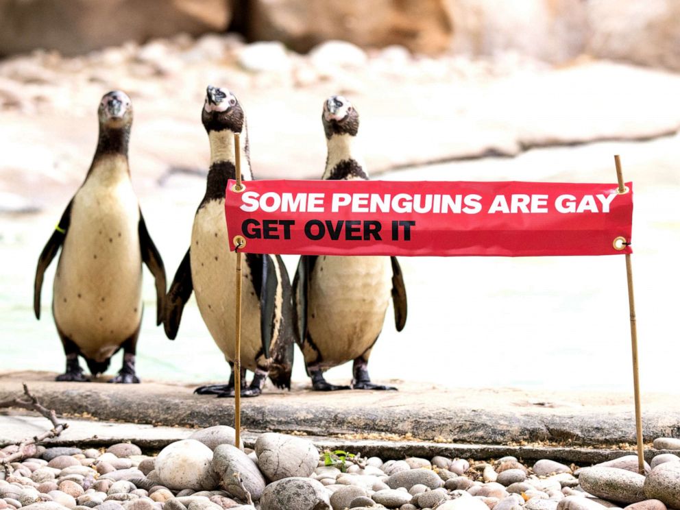PHOTO: Penguins at ZSL London Zoo are pictured with a banner celebrating Pride.