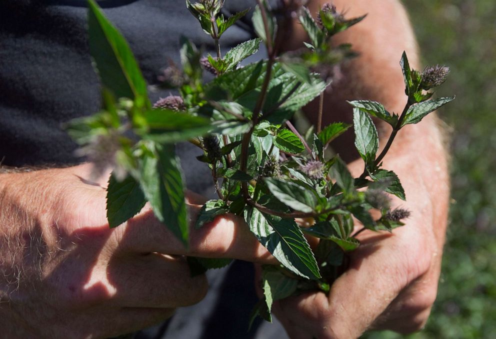 PHOTO: A handful of peppermint during a  harvest at the Seely Mints farm in Clatskanie, Ore., July 31, 2014.  
