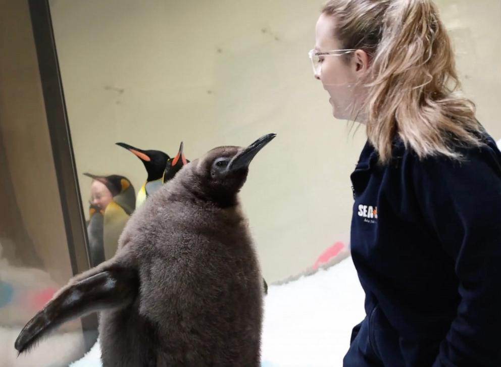 PHOTO: Pesto, a baby Penguin at Sea Life Melbourne Aquarium in Australia, has become an internet sensation.