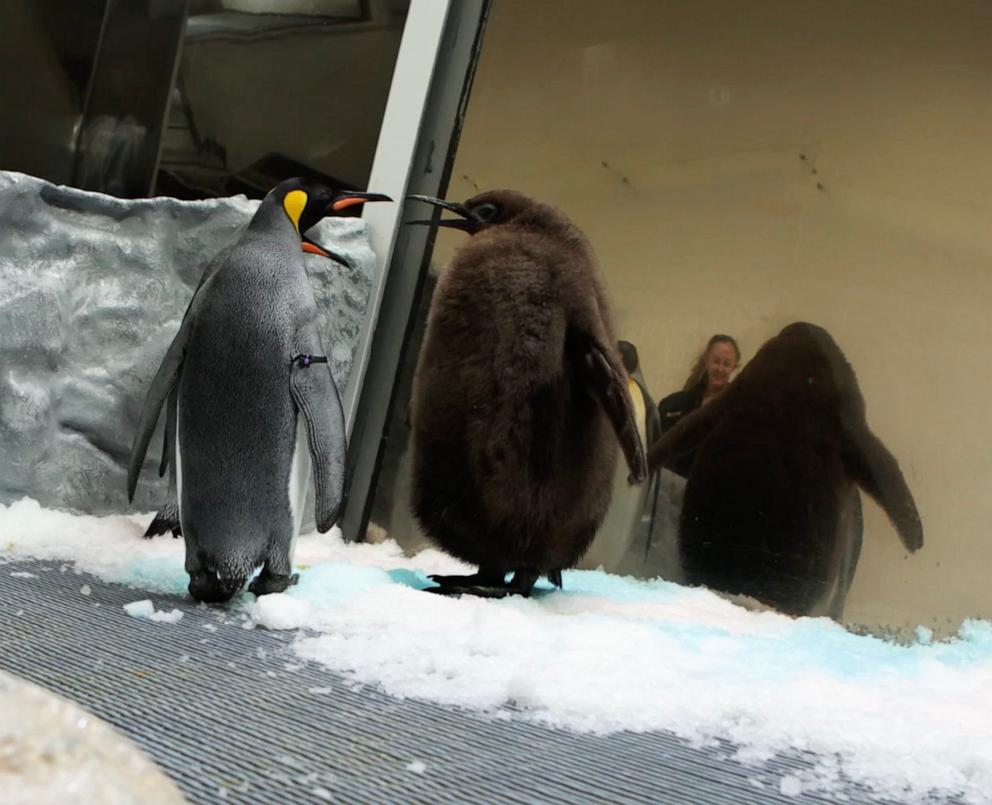 PHOTO: Pesto, a baby Penguin at Sea Life Melbourne Aquarium in Australia, has become an internet sensation.