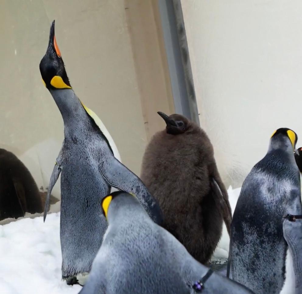 PHOTO: Pesto, a baby Penguin at Sea Life Melbourne Aquarium in Australia, has become an internet sensation.