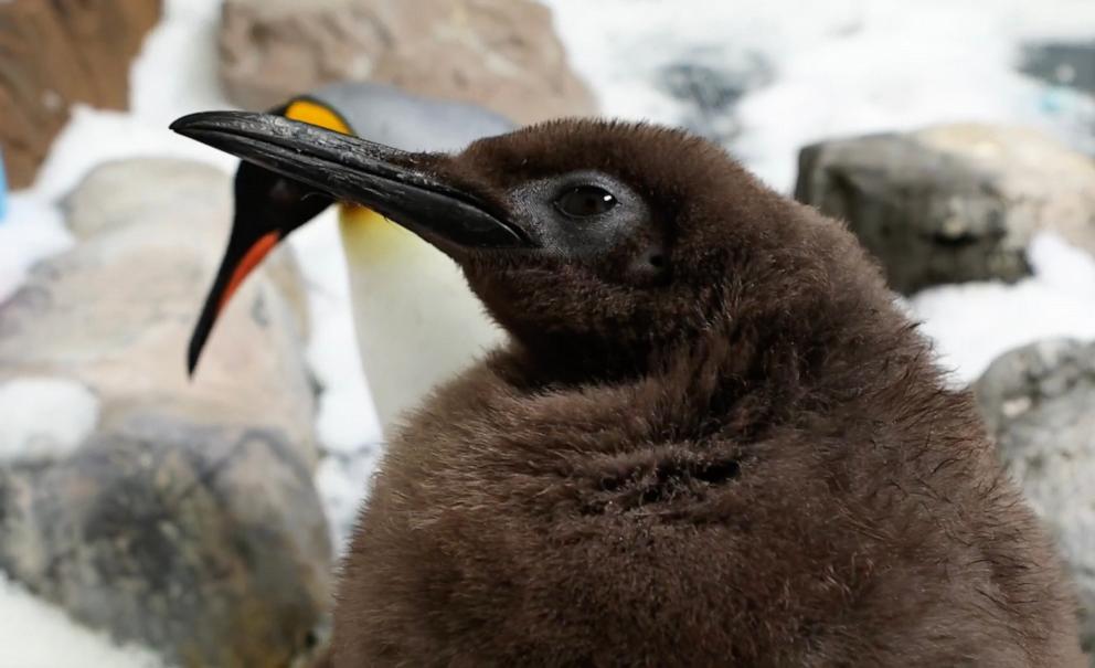 PHOTO: Pesto, a baby Penguin at Sea Life Melbourne Aquarium in Australia, has become an internet sensation.