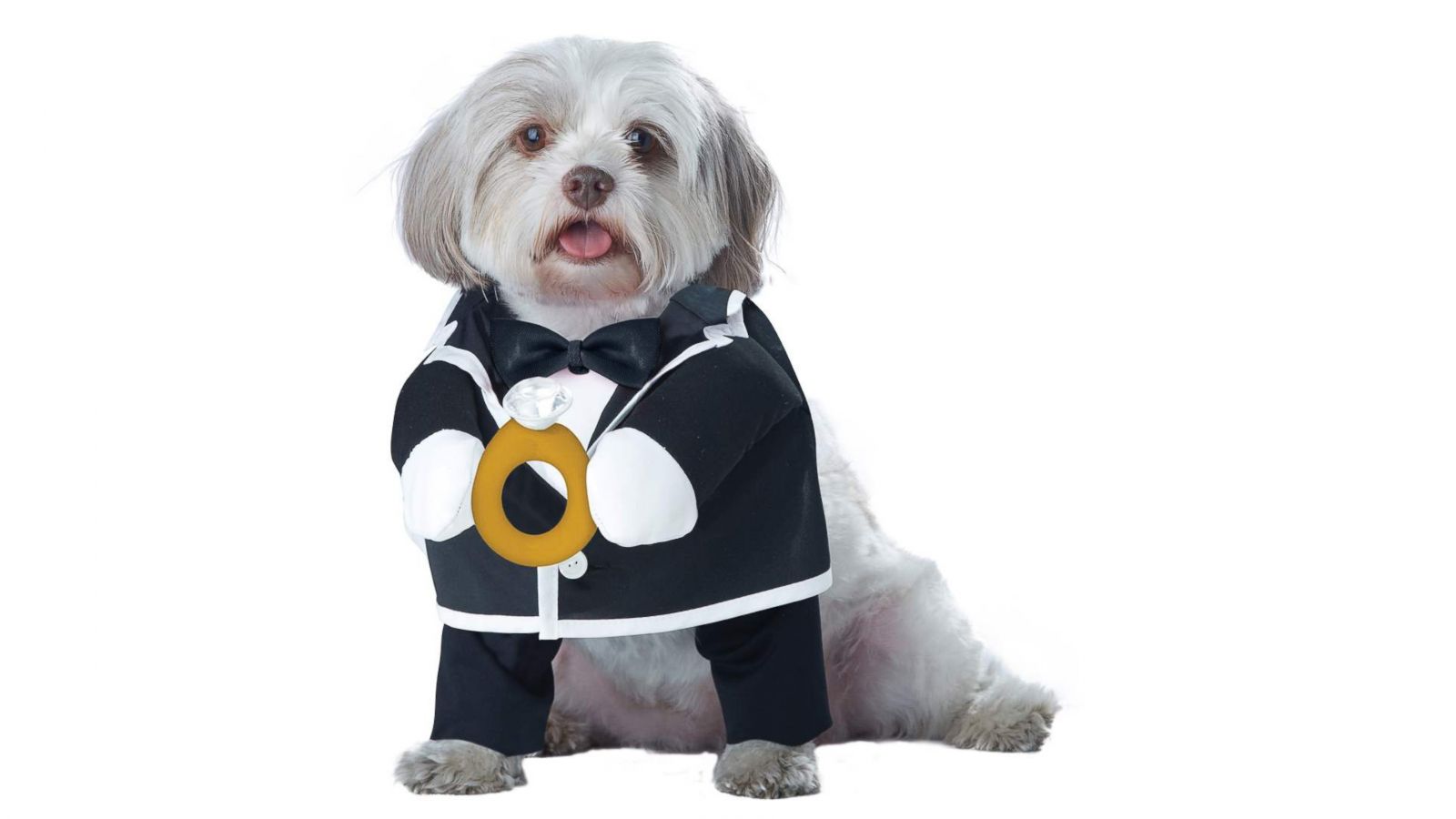 21 of the cutest Halloween costumes for cats and dogs - Good Morning America