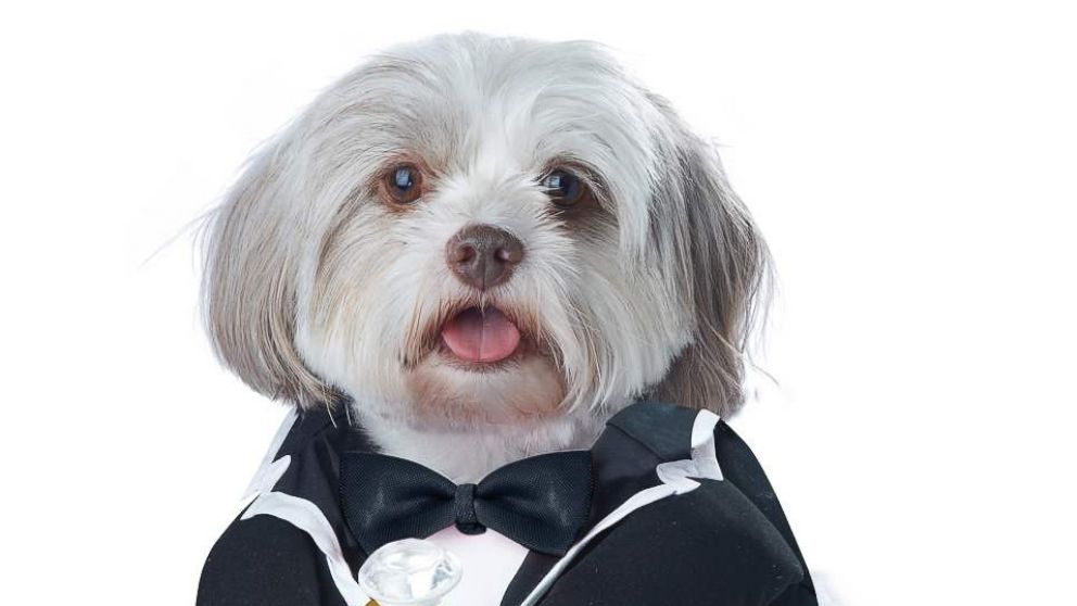 PHOTO: Puppy Love Groom Dog Costume