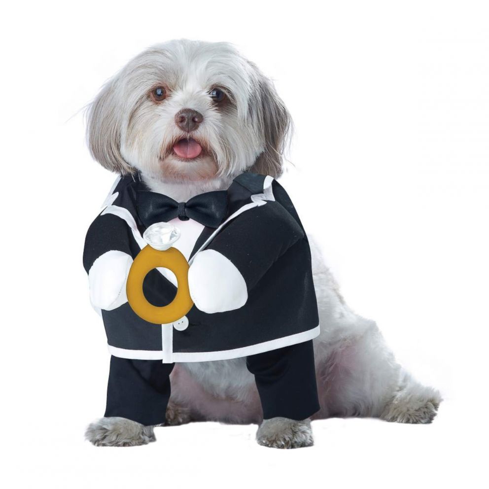 VIDEO: These Halloween pet costumes are so frigging cute, your social media following will thank you