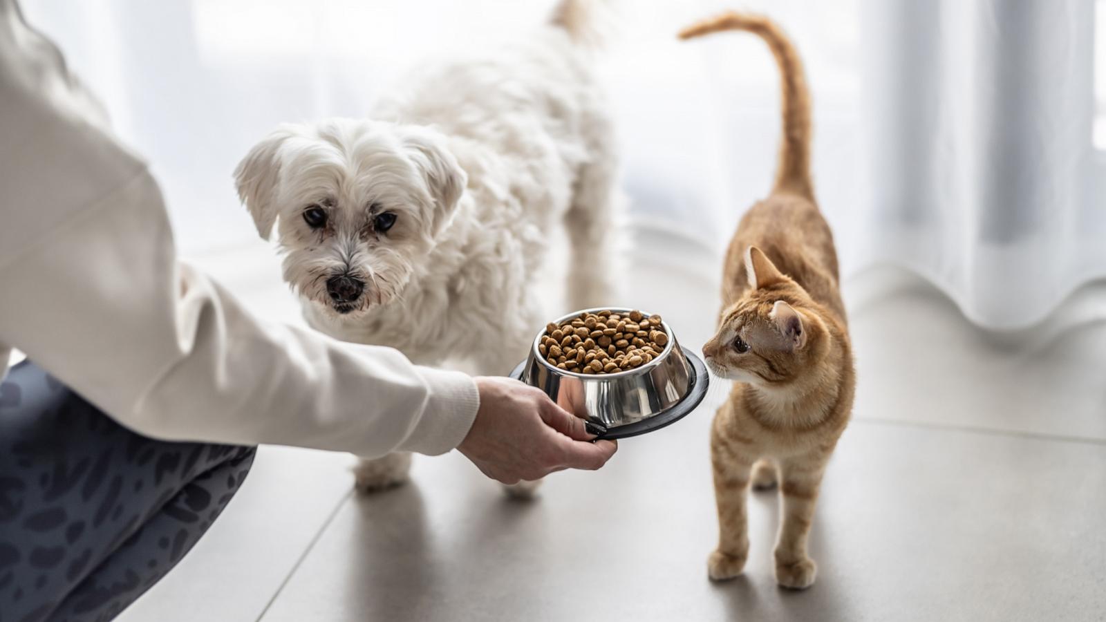 PHOTO: Stock photo of a dog and cat being fed.