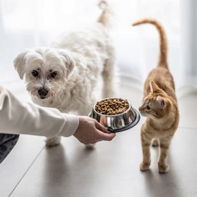 PHOTO: Stock photo of a dog and cat being fed.
