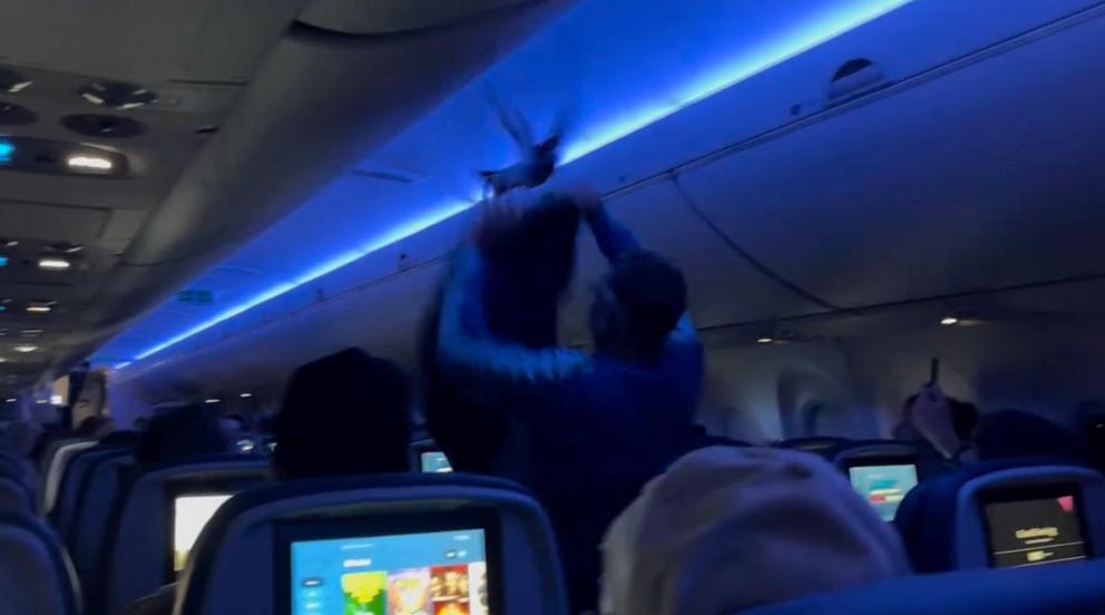 PHOTO: Video captured by passenger Tom Caw shows a man using his jacket in an attempt to catch one of the pigeons onboard.