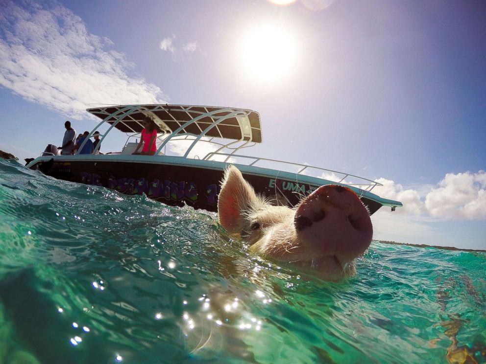 PHOTO: One of the famous "swimming pigs" is seen in this photo. 