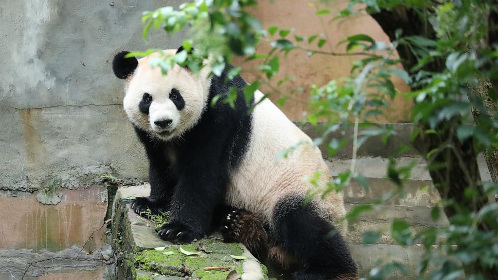 PHOTO: Ping Ping the giant panda