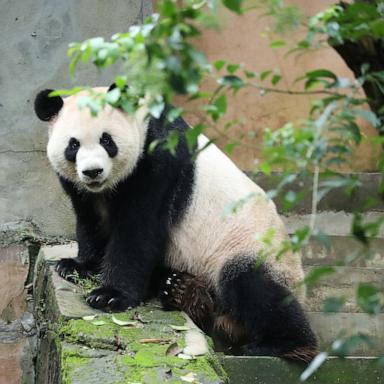 PHOTO: Ping Ping the giant panda
