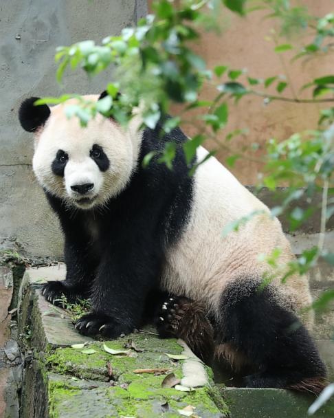 Get a 1st look at 2 new giant pandas coming to Zoo Atlanta - Good