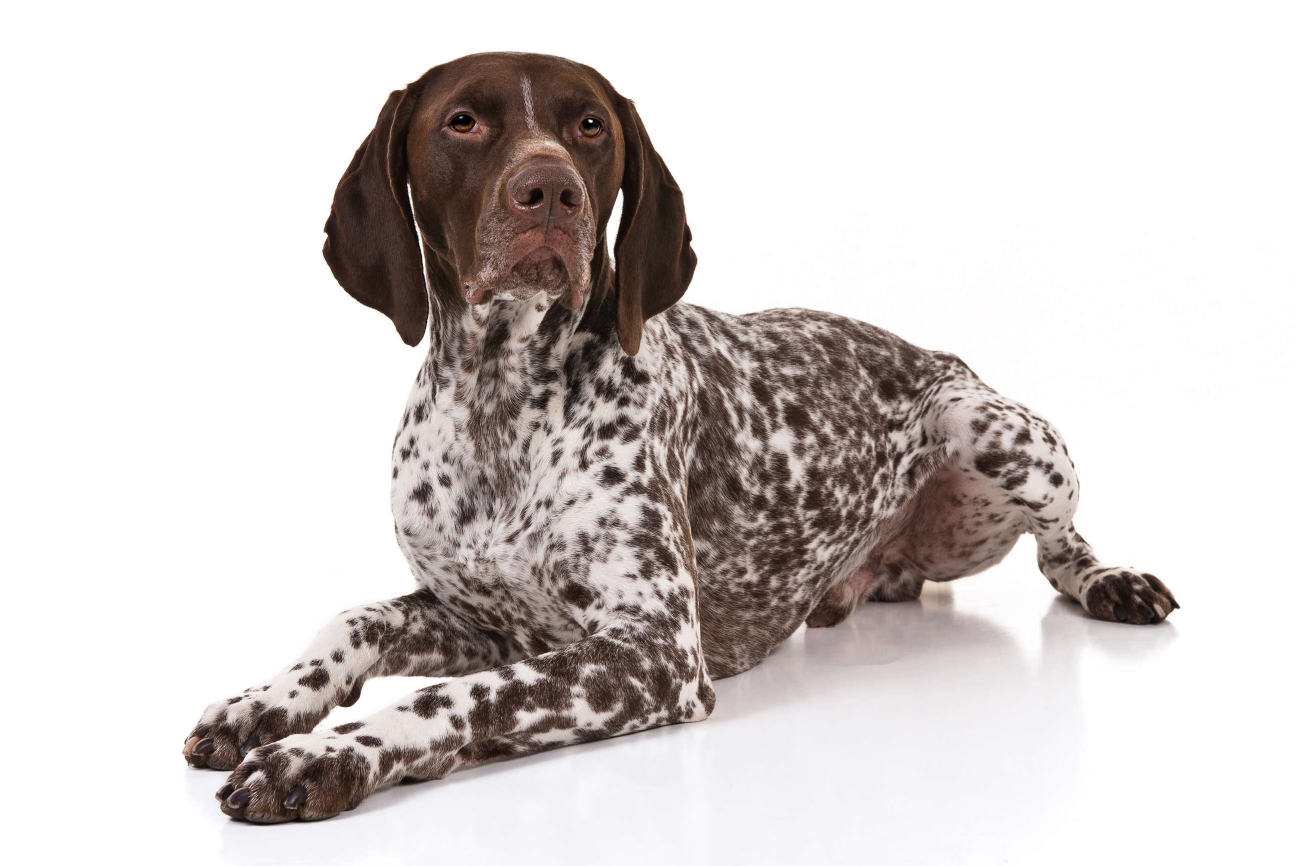 PHOTO: German Shorthaired pointer are No. 9 on the AKC's most popular dog breeds of 2018.