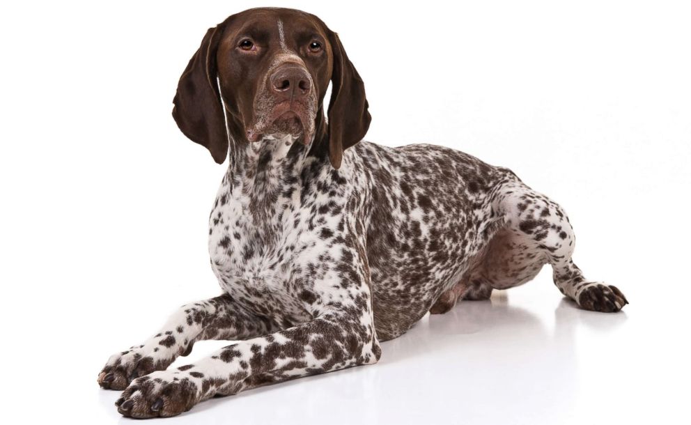 PHOTO: German Shorthaired pointer are No. 9 on the AKC's most popular dog breeds of 2018.