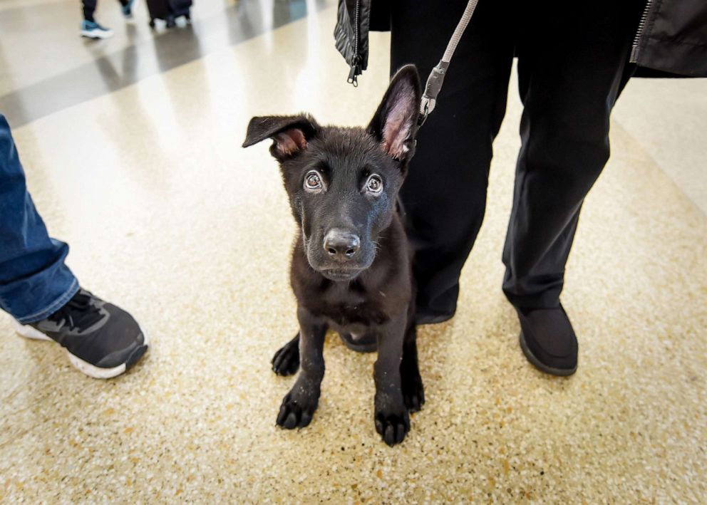 PHOTO: The dog's name, Polaris, means North Star.