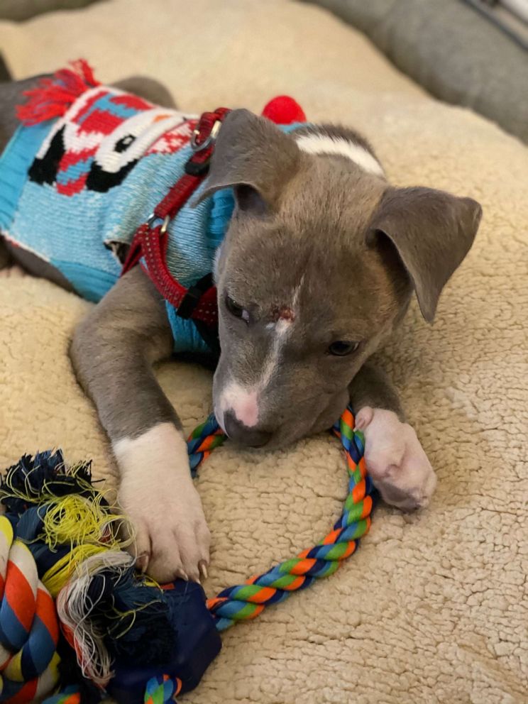 PHOTO: Officer Matthew O'Hanlon of the Mount Laurel Police Department in Mount Laurel, New Jersey, took a puppy in after he and his colleagues found him in an industrial area on Jan. 2. O'Hanlon and his fiance adopted the pit bull and named him Thor.