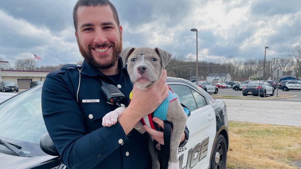 PHOTO: Officer Matthew O'Hanlon of the Mount Laurel Police Department in Mount Laurel, New Jersey, found a puppy wandering about an industrial area of Mount Laurel on Jan. 2. O'Hanlon and his fiance adopted the pit bull and named him Thor. 