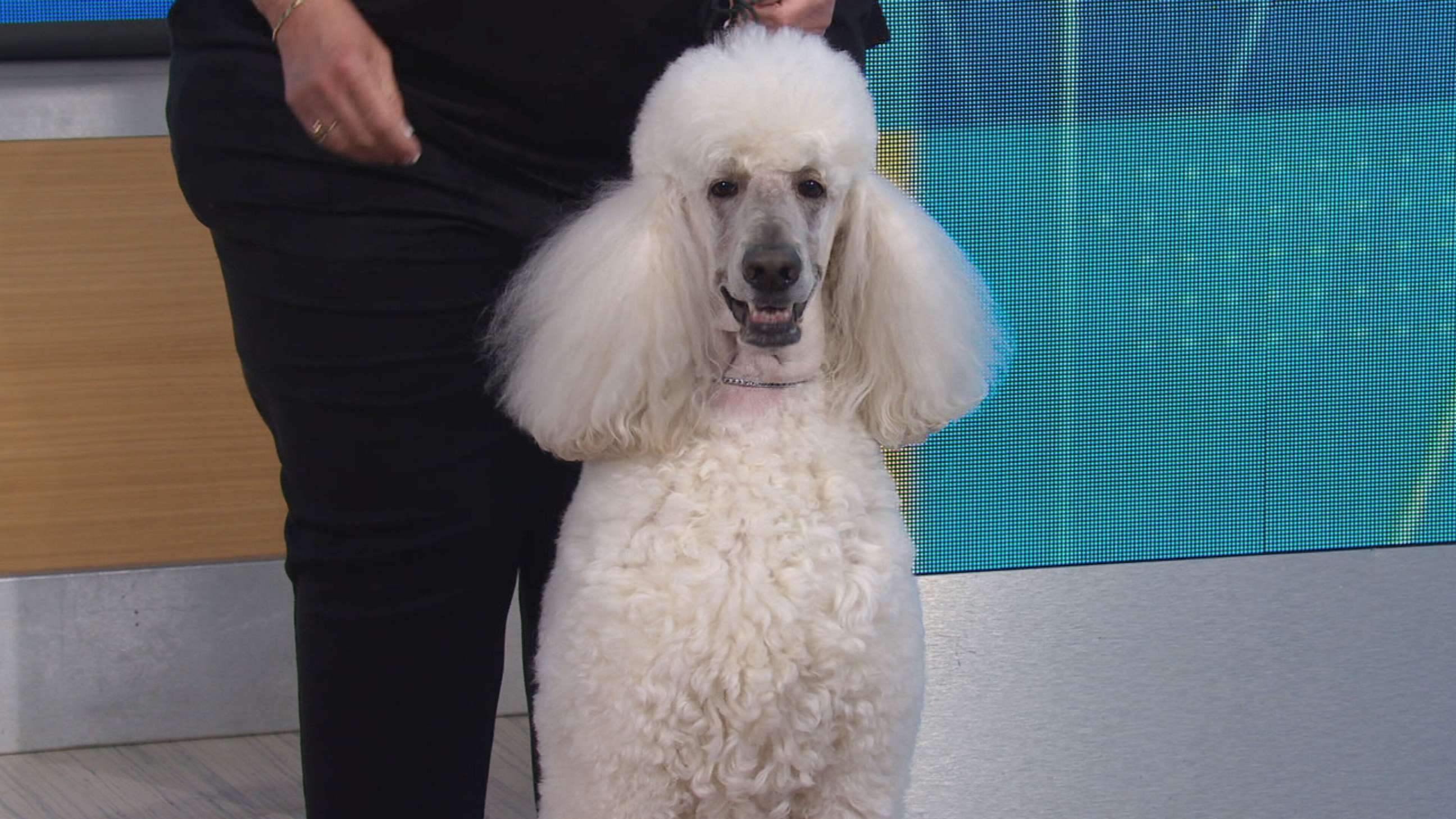 PHOTO: In fifth place - we have the poodle - named Gabriel.