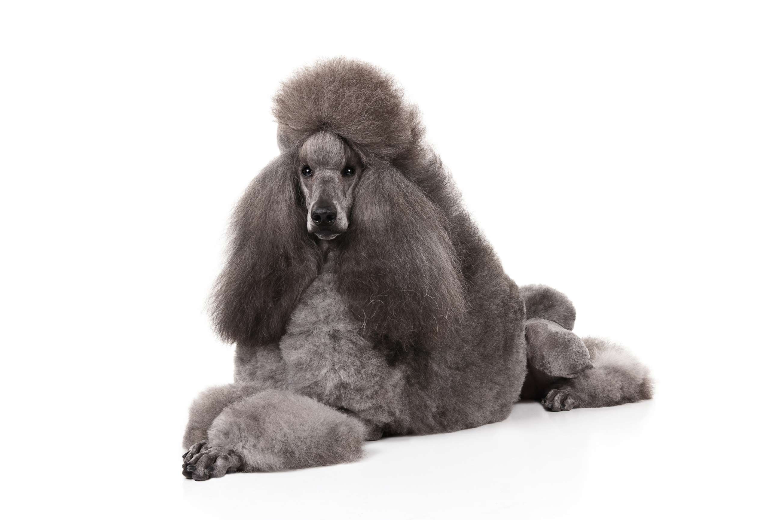 PHOTO: Poodles are No. 7 on the AKC's most popular dog breeds of 2018.
