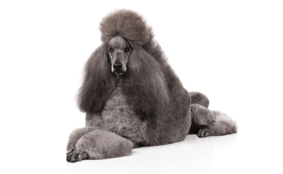 PHOTO: Poodles are No. 7 on the AKC's most popular dog breeds of 2018.