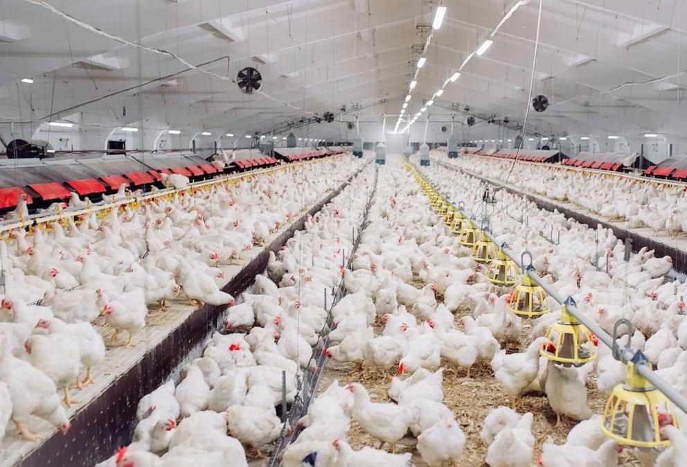 PHOTO: Stock image of an indoors chicken farm.