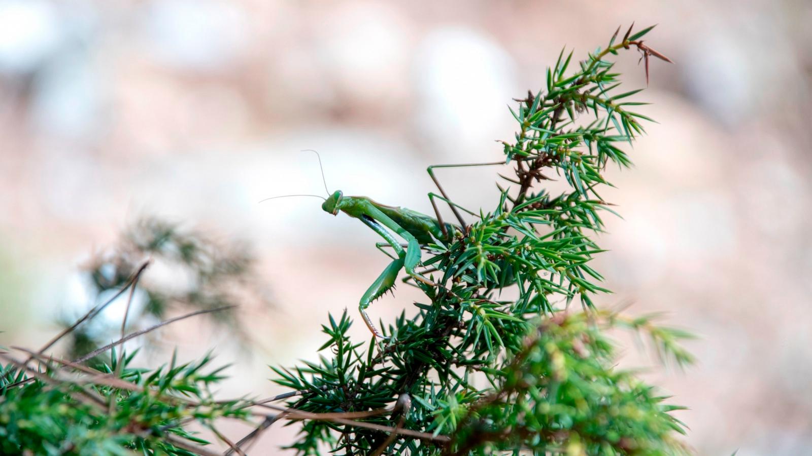 PHOTO: Stock photo of a praying mantis on a pine tree.