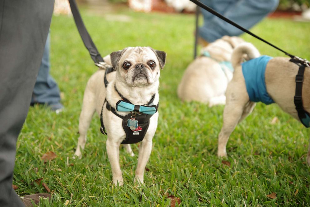 PHOTO: Pugs at Michelle Dodds' wedding on Jan. 4, 2020, were decked out in bow-ties and matching leashes.