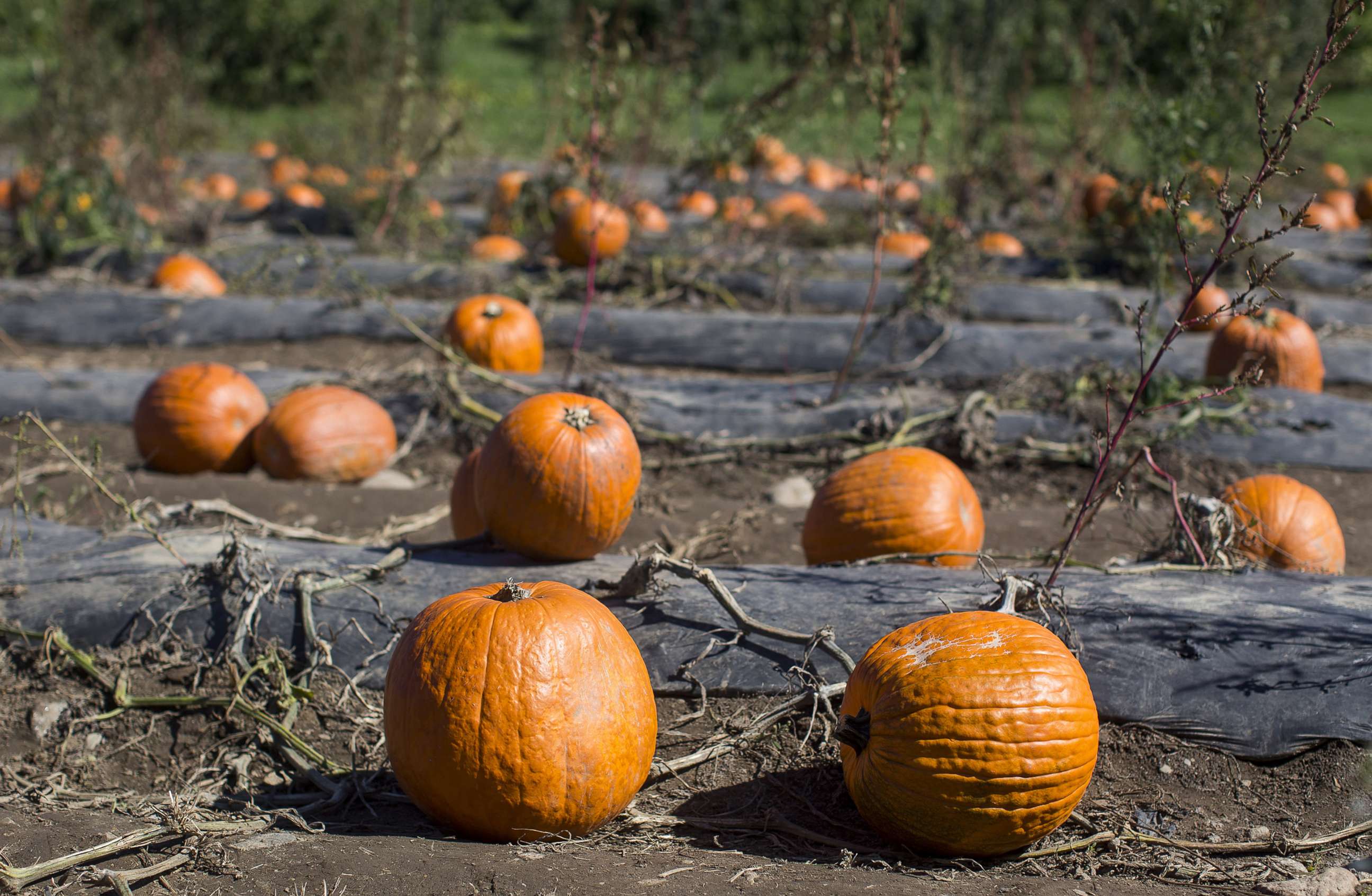 PHOTO: In this Oct. 11, 2016 file photo pumpkins of various sizes sit in a patch at Shelburne Farm in Stow, Mass.