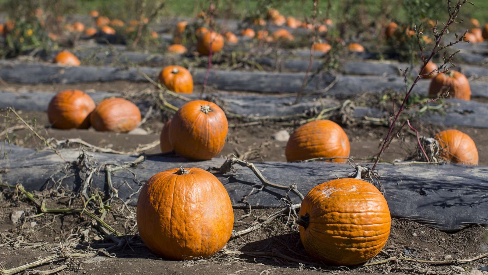 PHOTO: In this Oct. 11, 2016 file photo pumpkins of various sizes sit in a patch at Shelburne Farm in Stow, Mass.