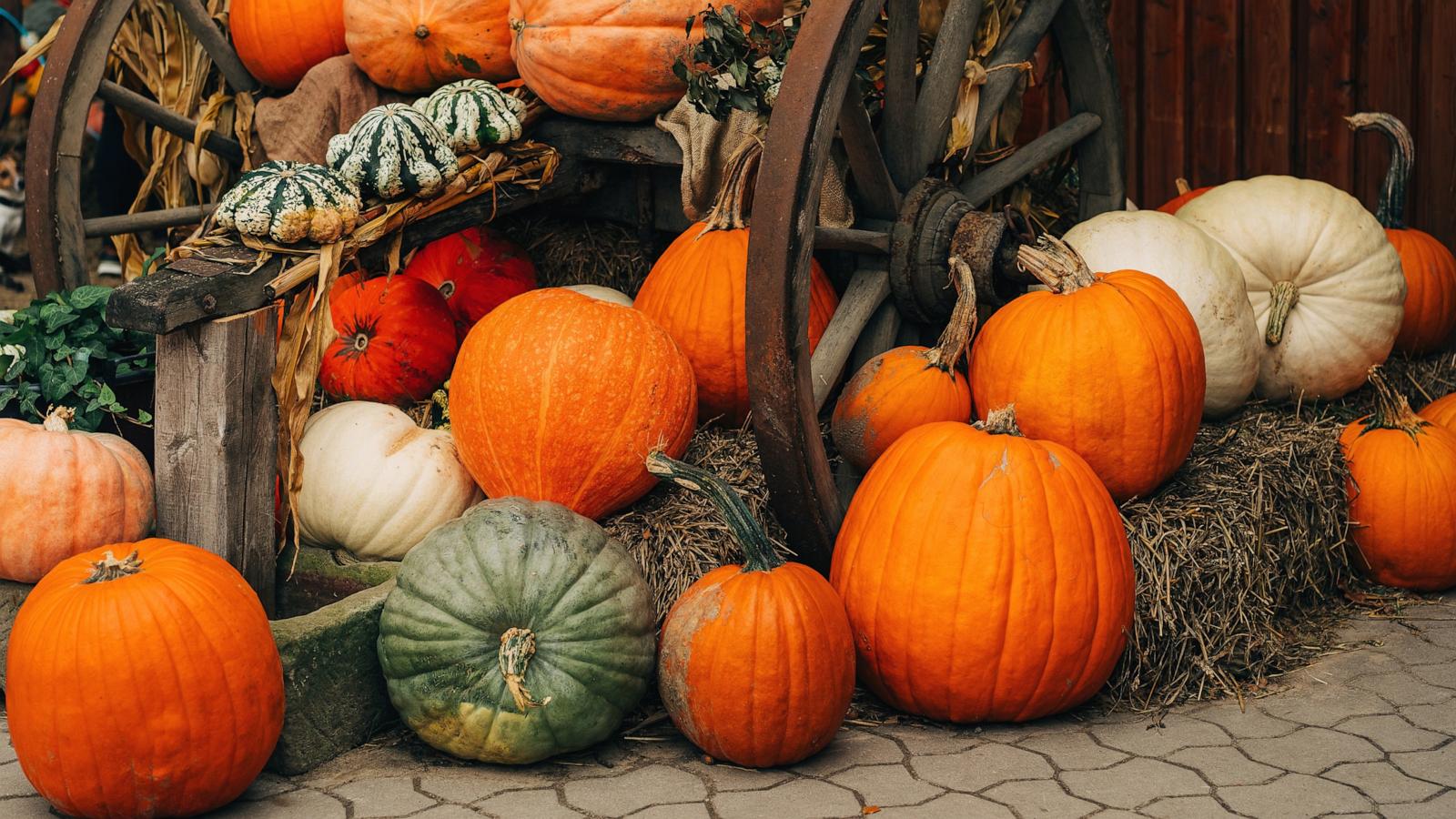 PHOTO: Stock photo of various types of pumpkins.
