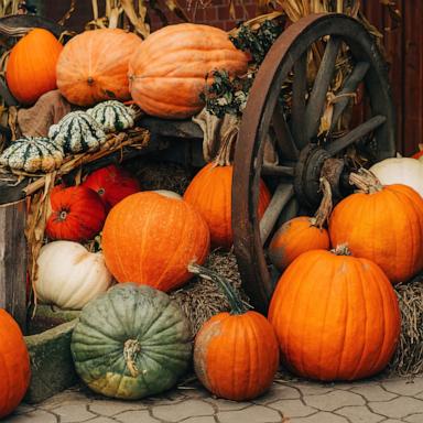 PHOTO: Stock photo of various types of pumpkins.