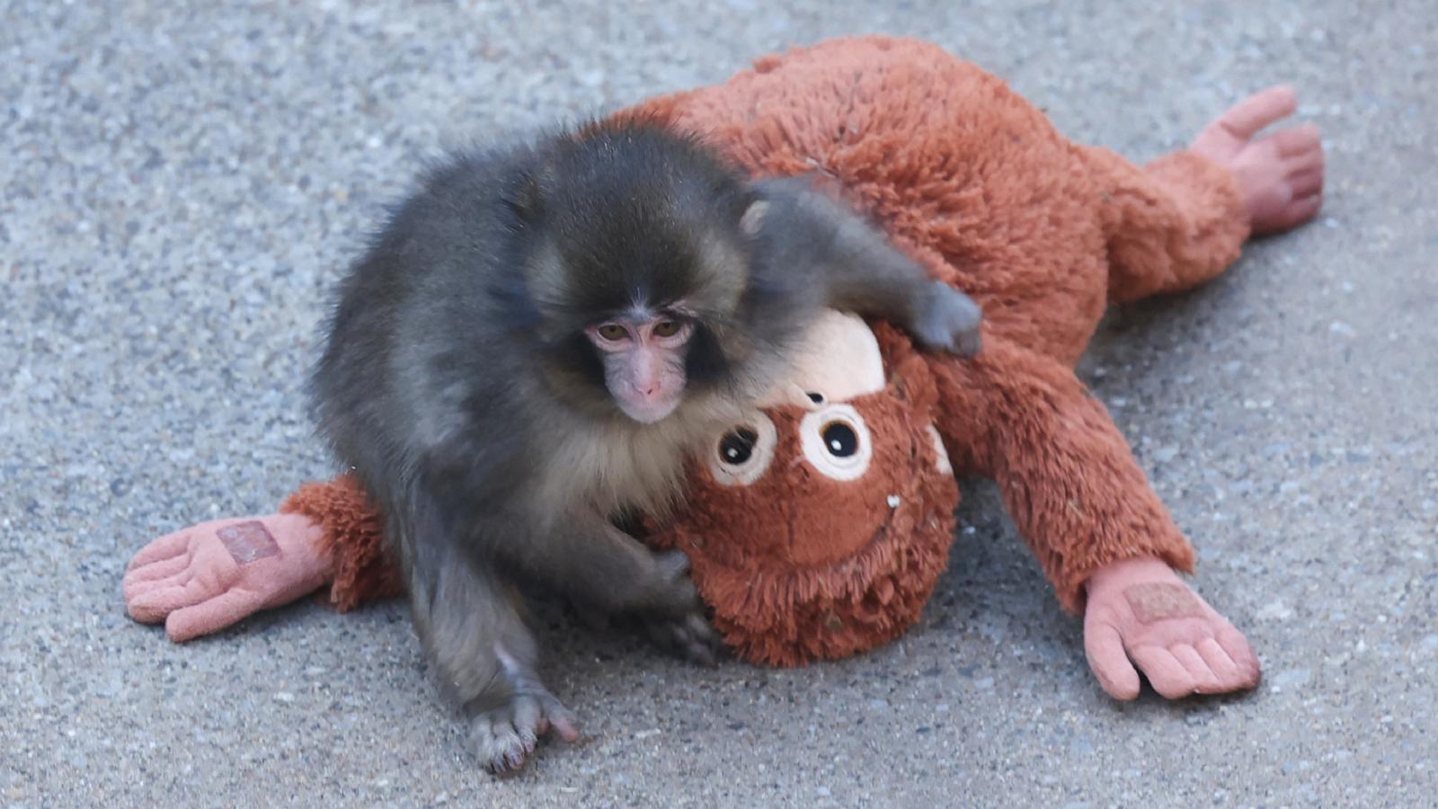 PHOTO: A 7-month-old male macaque monkey named Punch, who was abandoned by his mother shortly after birth spends time with a stuffed orangutan toy at Ichikawa City Zoo and Botanical Gardens in Chiba Prefecture, February 19, 2026.