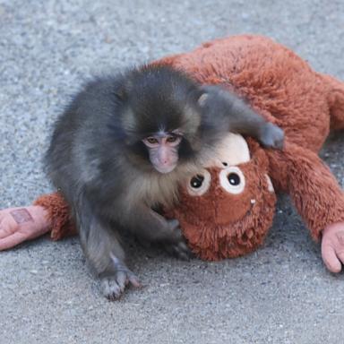 PHOTO: A 7-month-old male macaque monkey named Punch, who was abandoned by his mother shortly after birth spends time with a stuffed orangutan toy at Ichikawa City Zoo and Botanical Gardens in Chiba Prefecture, February 19, 2026.