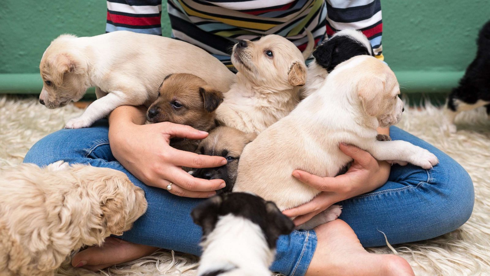 PHOTO: In this undated file photo, a woman plays with a group of puppies.