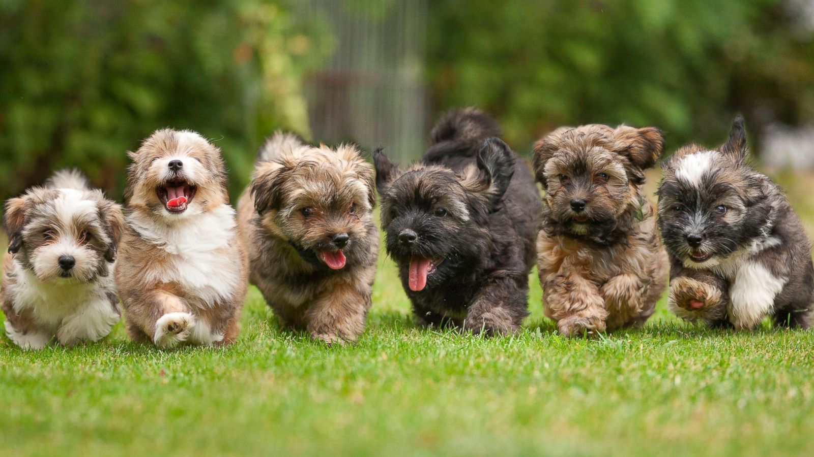 PHOTO: Puppies run on the grass in this stock photo.