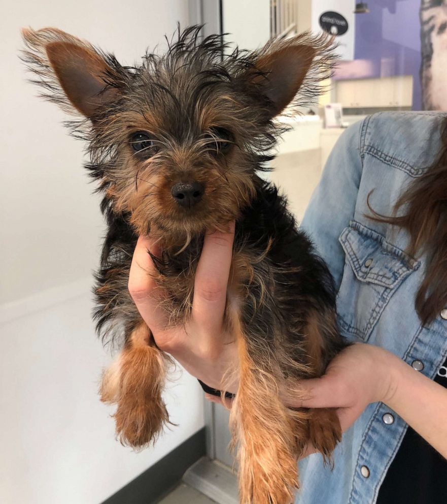 PHOTO: 5-month-old Yorkie puppy at Animal Haven in New York City.