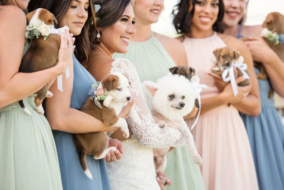 PHOTO: The ten puppies were all from the same litter and were about five weeks old at the wedding.