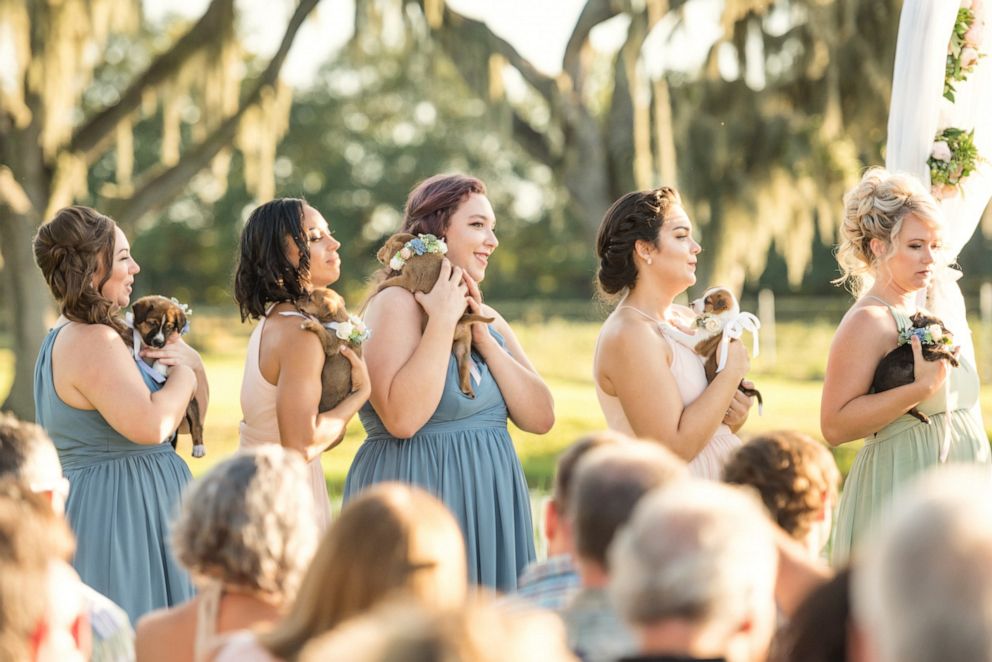 PHOTO: Andee Krasinski told "GMA" that the puppies were mostly well behaved at the wedding except for one who whined during the vows and another who peed on a bridesmaid's hand.