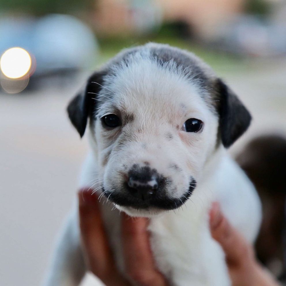 VIDEO: Adorable puppy born with fur mustache is seeking a forever home