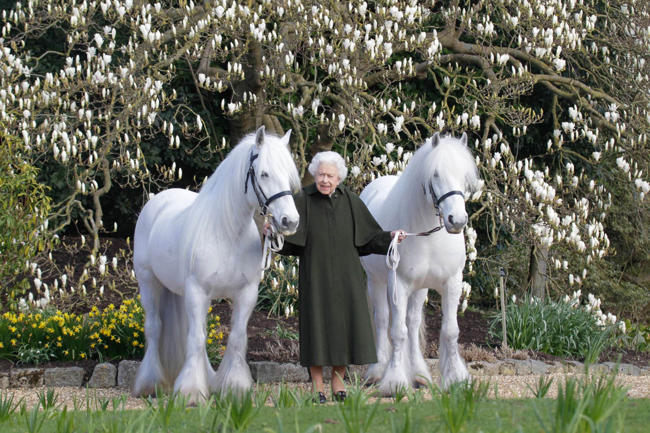 PHOTO: In this photo released by Royal Windsor Horse Show, April 20, 2022, and taken in March 2022, Britain's Queen Elizabeth poses for a photo with her Fell ponies Bybeck Nightingale, right, and Bybeck Katie on the grounds of Windsor Castle in Windsor.